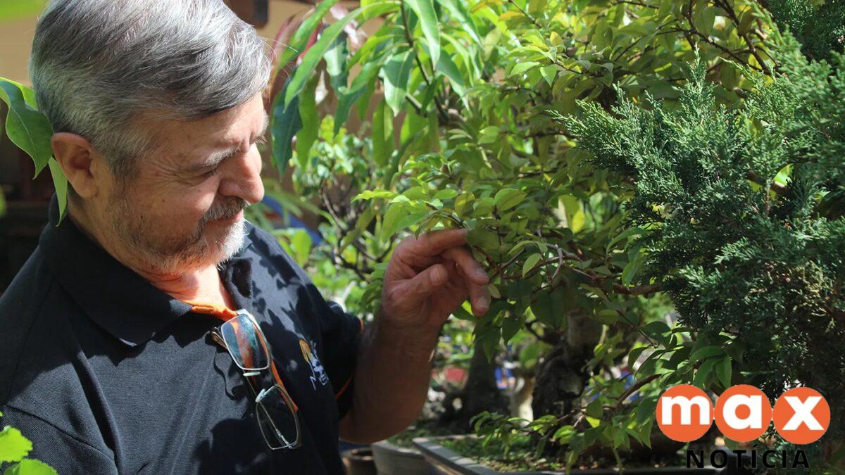 Bonsai com mais de mil anos revela os segredos da arte milenar