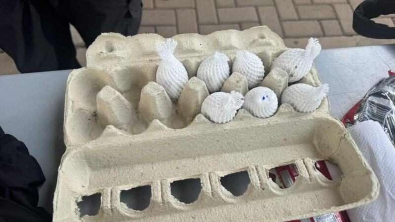 Casal é pego com ovos de aves avaliados em até 50 mil euros