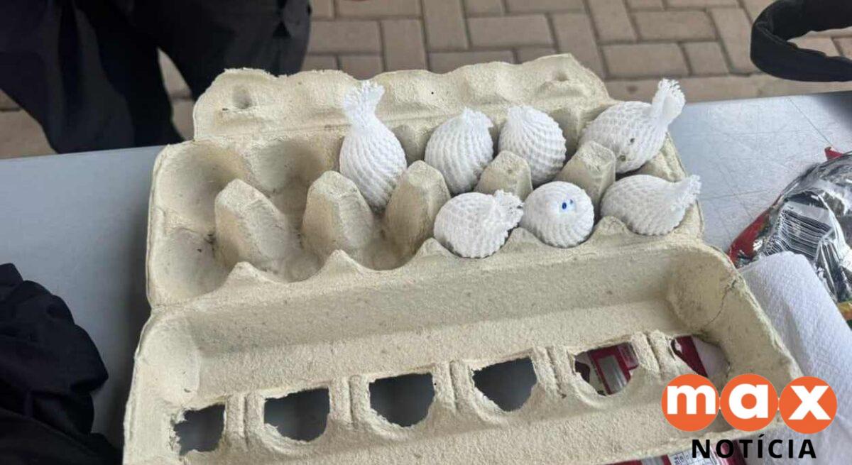 Casal é pego com ovos de aves avaliados em até 50 mil euros