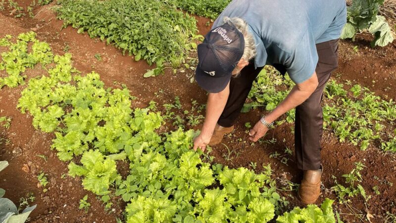 Horta em lar de idosos transforma terreno baldio em Toledo