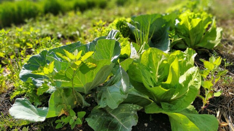 Paraná investirá R$ 39 milhões em projetos de agroecologia
