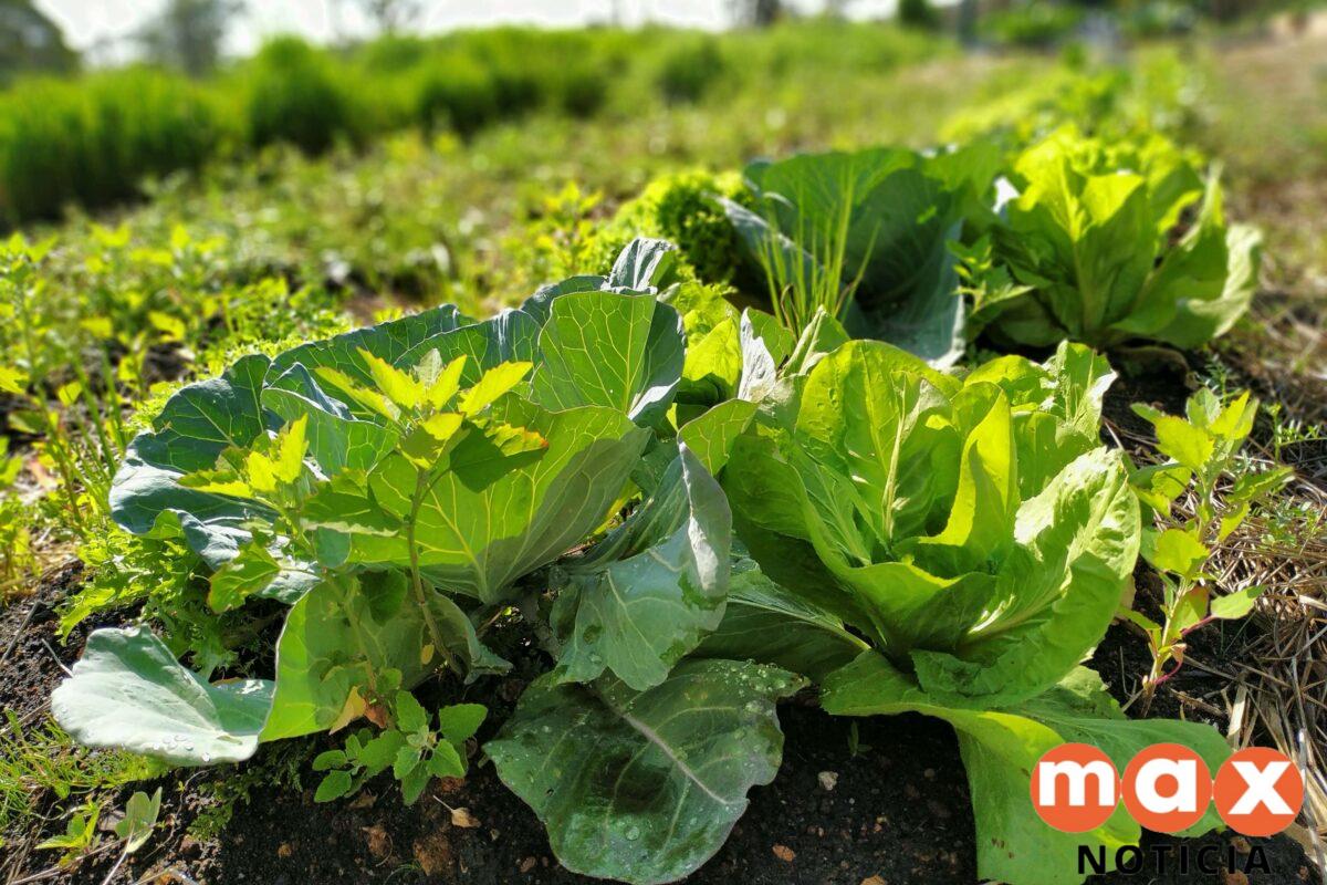 Paraná investirá R$ 39 milhões em projetos de agroecologia