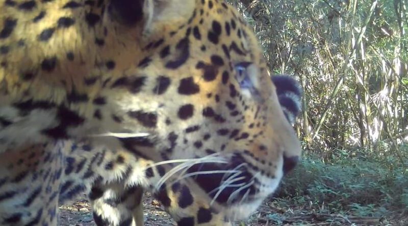 Nova onça-pintada é descoberta no Parque Nacional do Iguaçu