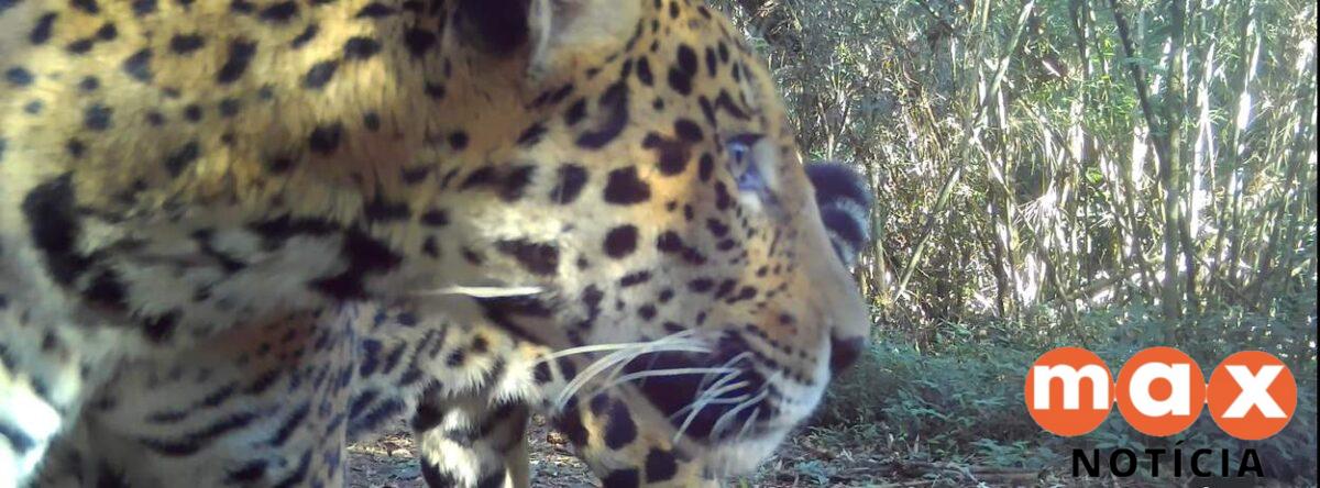 Nova onça-pintada é descoberta no Parque Nacional do Iguaçu