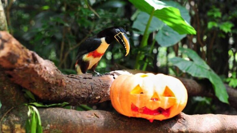 Parque das Aves promove Halloween com foco em bem-estar animal