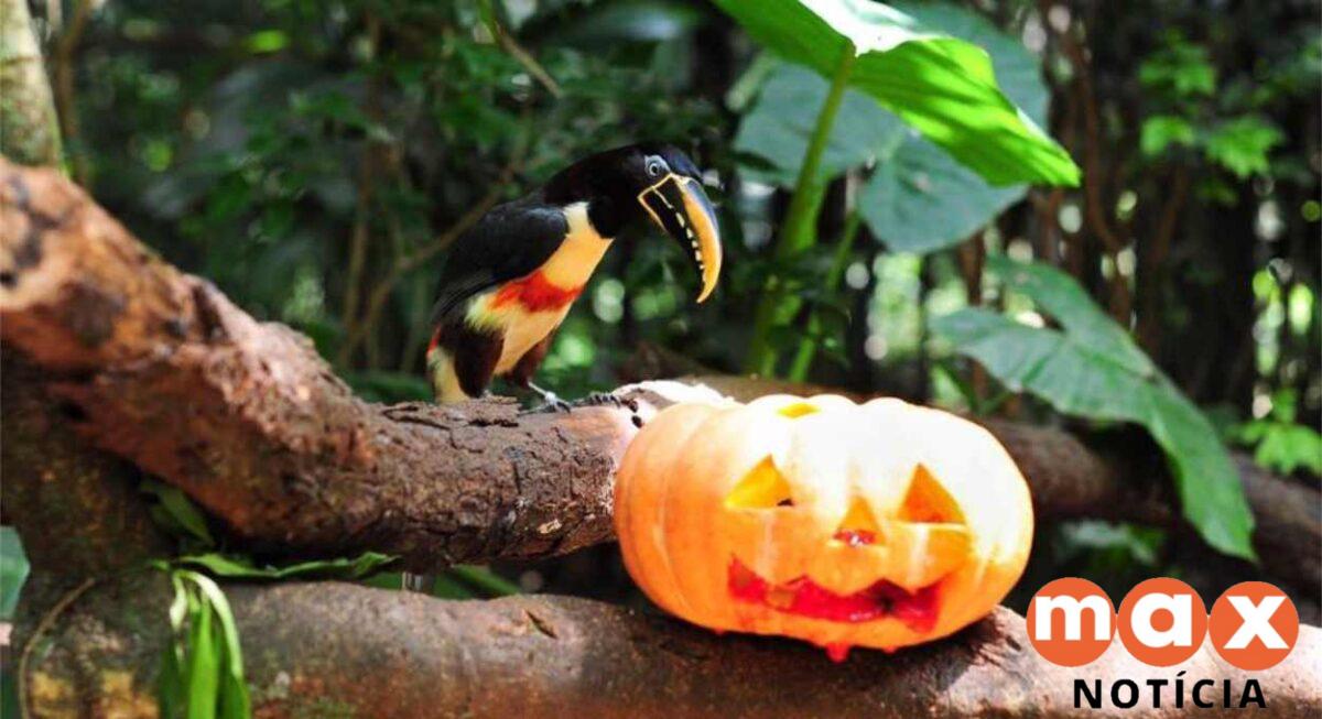 Parque das Aves promove Halloween com foco em bem-estar animal