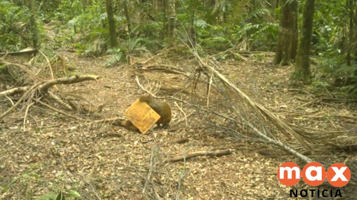 Cutia rouba equipamento de pesquisa sobre onças no Paraná