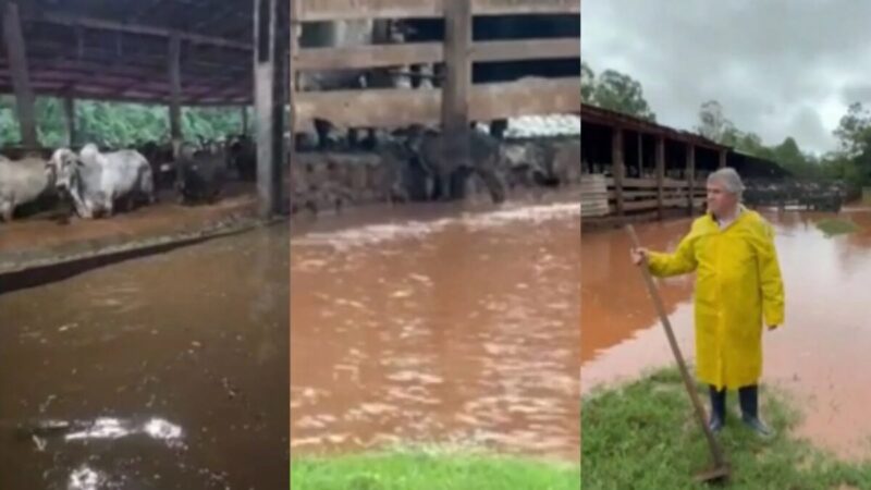 Rio transborda no Paraná e arrasta bezerros após temporal
