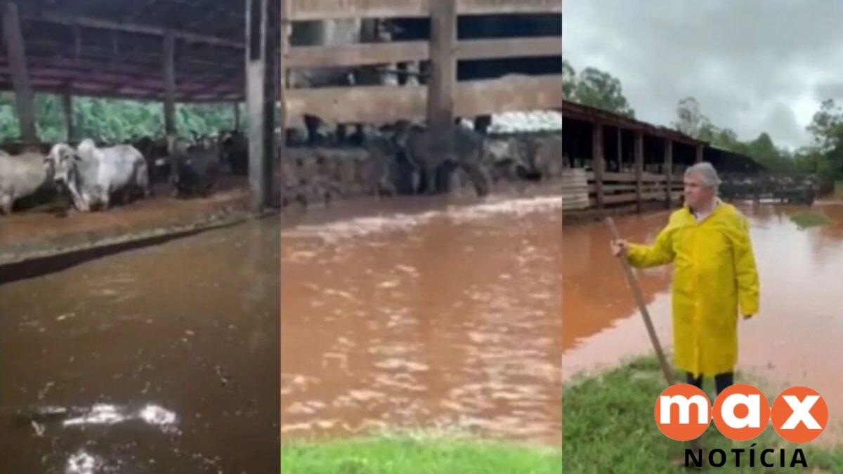 Rio transborda no Paraná e arrasta bezerros após temporal